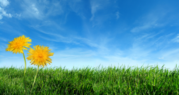 Bild das eine Wiese mit Löwenzahnblüten abbildet